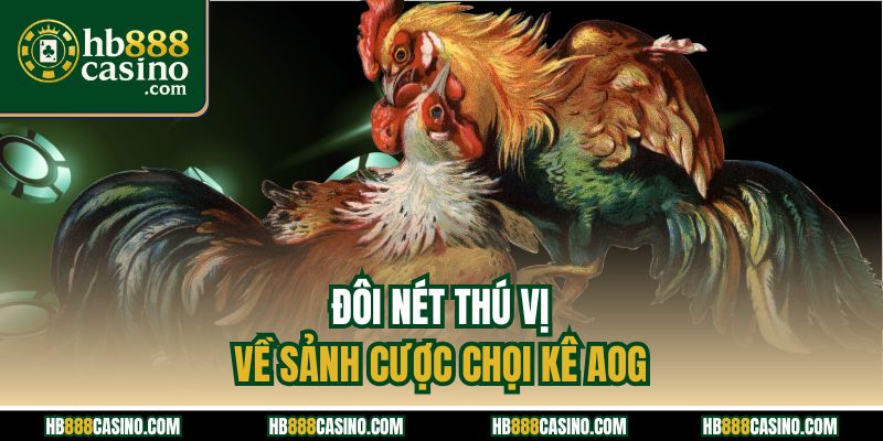 Đôi nét thú vị về sảnh cược chọi kê AOG
