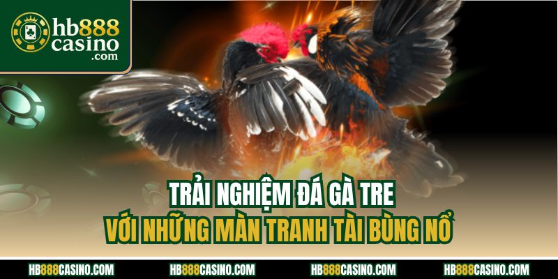 Trải nghiệm đá gà tre với những màn tranh tài bùng nổ